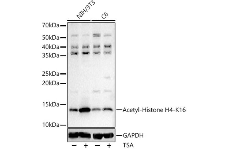 Western Blot - Anti-Histone H4 (acetyl Lys16) Antibody (A88199) - Antibodies.com