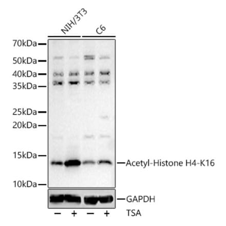 Western Blot - Anti-Histone H4 (acetyl Lys16) Antibody (A88199) - Antibodies.com