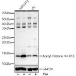 Western Blot - Anti-Histone H4 (acetyl Lys16) Antibody (A88199) - Antibodies.com