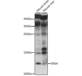 Western Blot - Anti-ENSA Antibody (A88200) - Antibodies.com