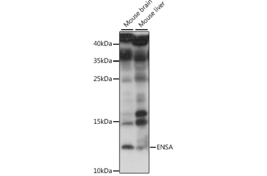 Western Blot - Anti-ENSA Antibody (A88200) - Antibodies.com
