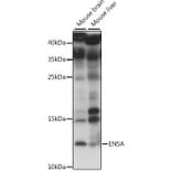 Western Blot - Anti-ENSA Antibody (A88200) - Antibodies.com