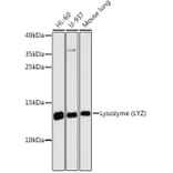 Western Blot - Anti-Lysozyme Antibody (A88202) - Antibodies.com