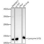 Western Blot - Anti-Lysozyme Antibody (A88202) - Antibodies.com
