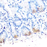 Immunohistochemistry - Anti-Lysozyme Antibody (A88202) - Antibodies.com