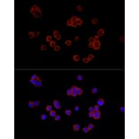 Immunofluorescence - Anti-Lysozyme Antibody (A88202) - Antibodies.com