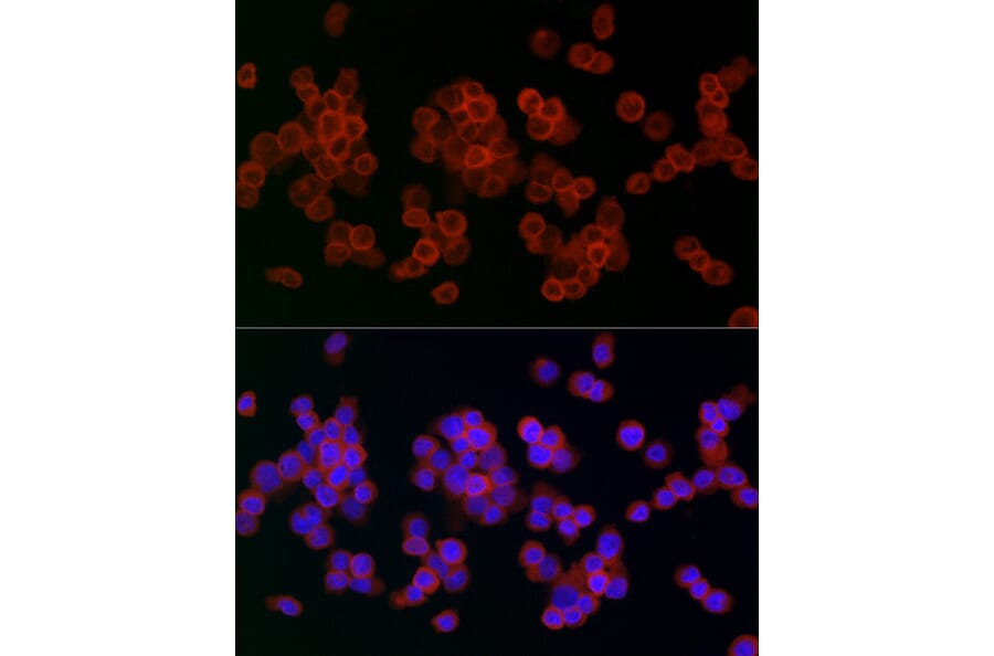 Immunofluorescence - Anti-Lysozyme Antibody (A88202) - Antibodies.com