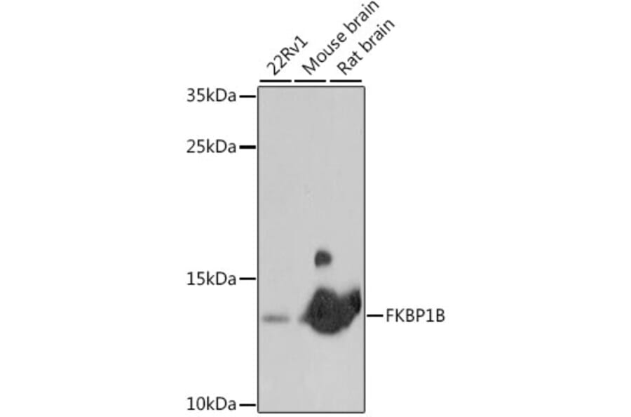 Western Blot - Anti-Calstabin-2 Antibody (A88204) - Antibodies.com