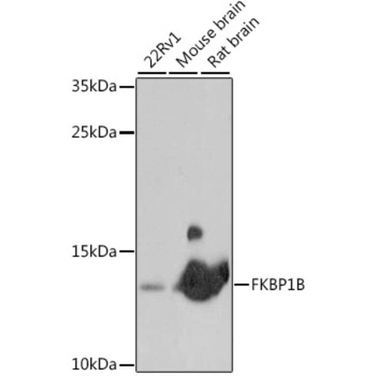Western Blot - Anti-Calstabin-2 Antibody (A88204) - Antibodies.com