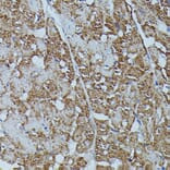 Immunohistochemistry - Anti-Calstabin-2 Antibody (A88204) - Antibodies.com