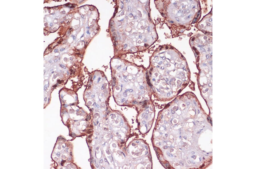 Immunohistochemistry - Anti-S100P Antibody (A88205) - Antibodies.com