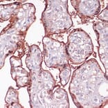 Immunohistochemistry - Anti-S100P Antibody (A88205) - Antibodies.com