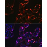 Immunofluorescence - Anti-S100P Antibody (A88205) - Antibodies.com