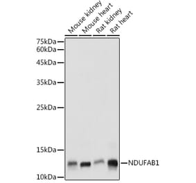 Western Blot - Anti-NDUFAB1 Antibody (A88206) - Antibodies.com