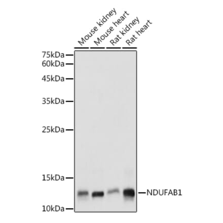 Western Blot - Anti-NDUFAB1 Antibody (A88206) - Antibodies.com