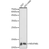 Western Blot - Anti-NDUFAB1 Antibody (A88206) - Antibodies.com