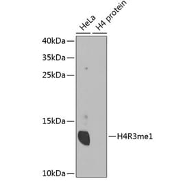 Western Blot - Anti-Histone H4 (mono methyl Arg3) Antibody (A88207) - Antibodies.com
