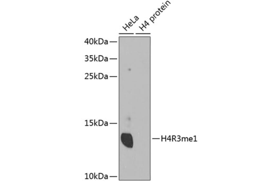 Western Blot - Anti-Histone H4 (mono methyl Arg3) Antibody (A88207) - Antibodies.com
