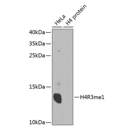 Western Blot - Anti-Histone H4 (mono methyl Arg3) Antibody (A88207) - Antibodies.com