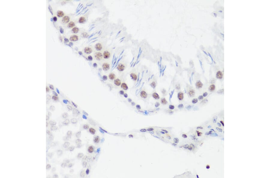 Immunohistochemistry - Anti-Histone H4 (mono methyl Arg3) Antibody (A88207) - Antibodies.com