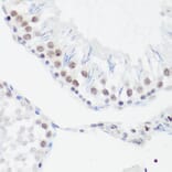 Immunohistochemistry - Anti-Histone H4 (mono methyl Arg3) Antibody (A88207) - Antibodies.com