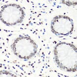 Immunohistochemistry - Anti-Histone H4 (mono methyl Arg3) Antibody (A88207) - Antibodies.com