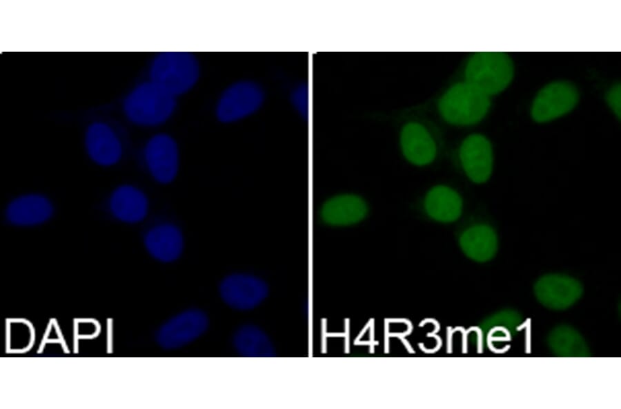 Immunofluorescence - Anti-Histone H4 (mono methyl Arg3) Antibody (A88207) - Antibodies.com