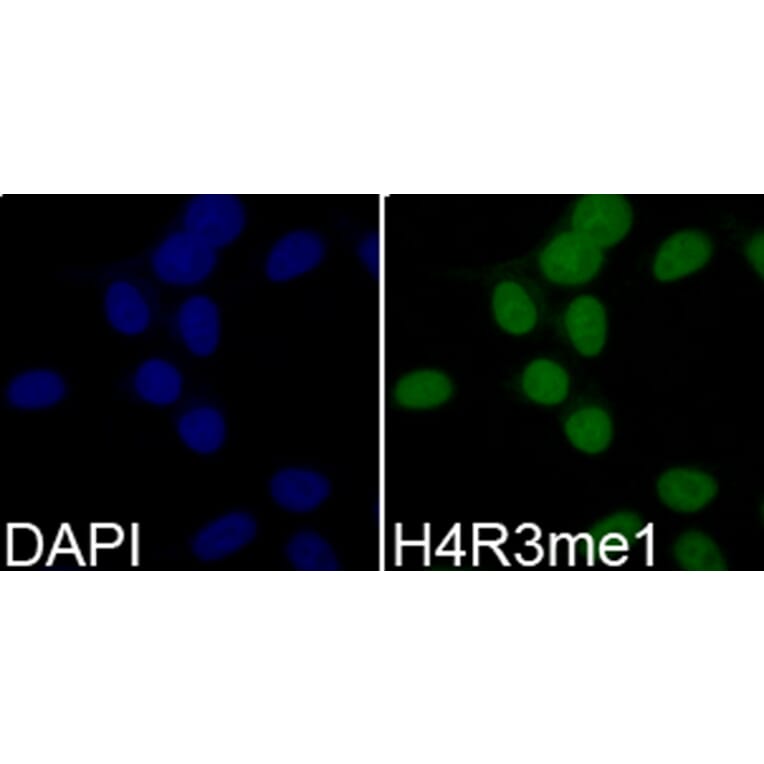 Immunofluorescence - Anti-Histone H4 (mono methyl Arg3) Antibody (A88207) - Antibodies.com