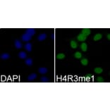 Immunofluorescence - Anti-Histone H4 (mono methyl Arg3) Antibody (A88207) - Antibodies.com