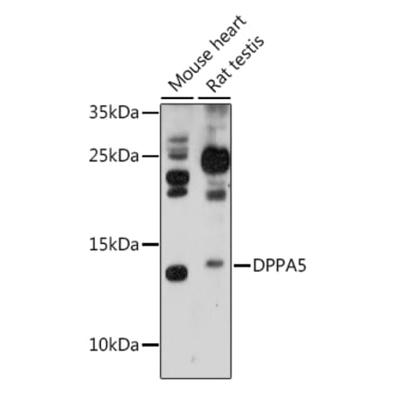 Western Blot - Anti-Dppa5 Antibody (A88209) - Antibodies.com