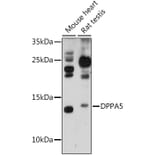 Western Blot - Anti-Dppa5 Antibody (A88209) - Antibodies.com