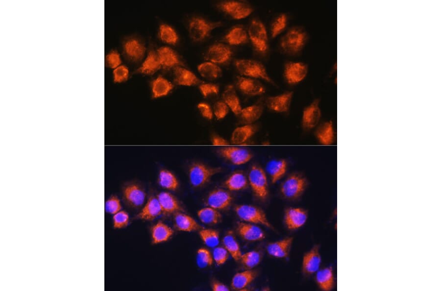 Immunofluorescence - Anti-NPB Antibody (A88210) - Antibodies.com