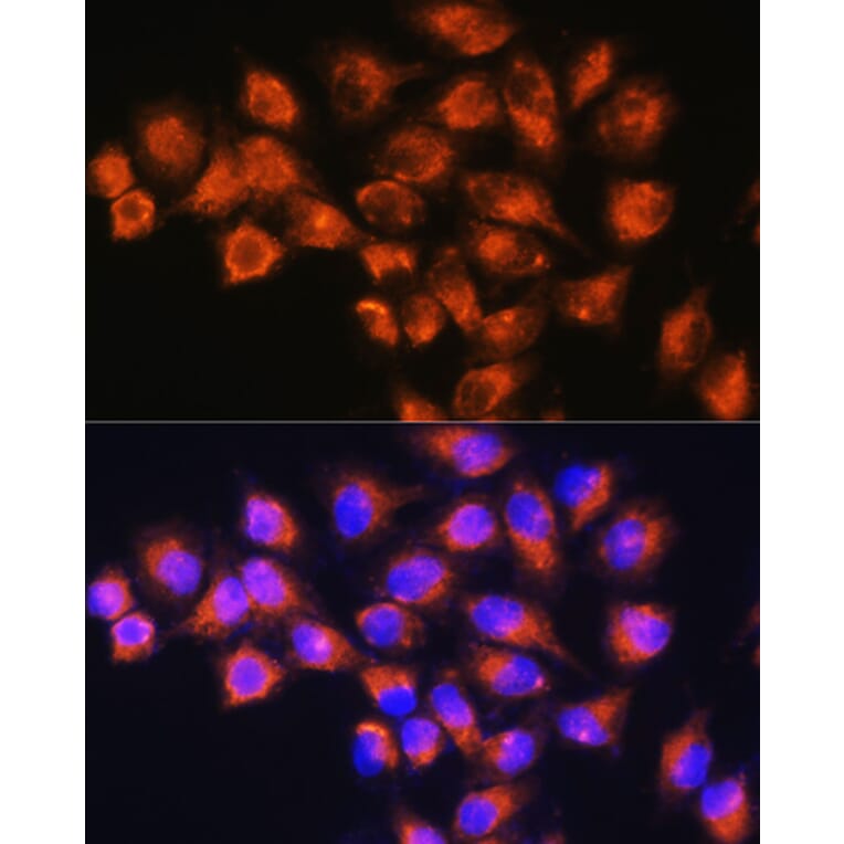 Immunofluorescence - Anti-NPB Antibody (A88210) - Antibodies.com