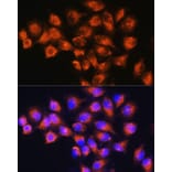 Immunofluorescence - Anti-NPB Antibody (A88210) - Antibodies.com