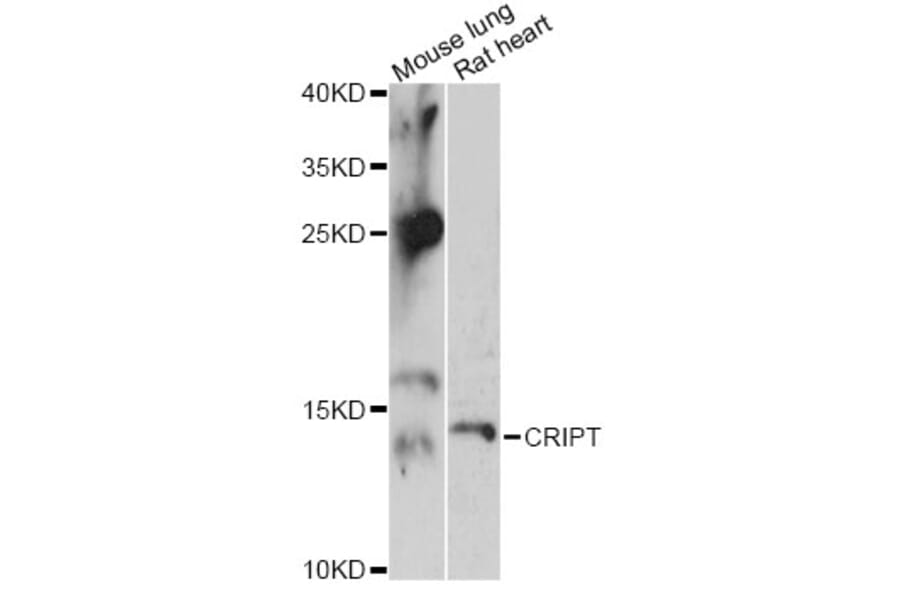 Western Blot - Anti-CRIPT Antibody (A14336) - Antibodies.com