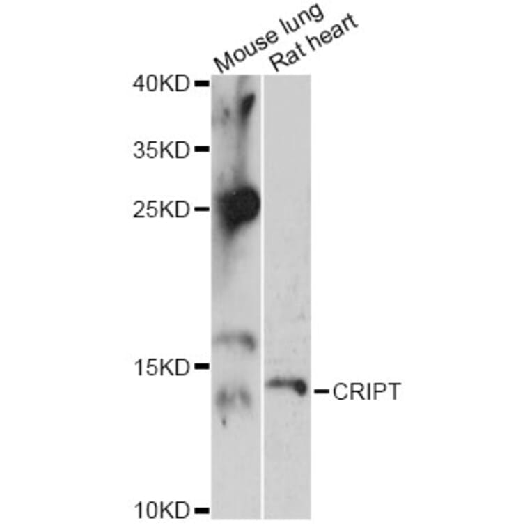 Western Blot - Anti-CRIPT Antibody (A14336) - Antibodies.com