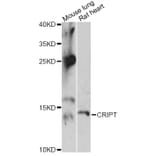 Western Blot - Anti-CRIPT Antibody (A14336) - Antibodies.com
