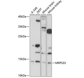 Western Blot - Anti-MRPS33 Antibody (A88212) - Antibodies.com