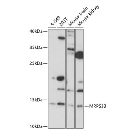 Western Blot - Anti-MRPS33 Antibody (A88212) - Antibodies.com