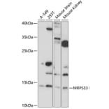 Western Blot - Anti-MRPS33 Antibody (A88212) - Antibodies.com