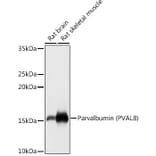 Western Blot - Anti-Parvalbumin Antibody (A88215) - Antibodies.com