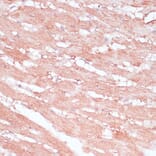 Immunohistochemistry - Anti-RPL30 Antibody (A88216) - Antibodies.com