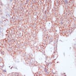 Immunohistochemistry - Anti-RPL30 Antibody (A88216) - Antibodies.com