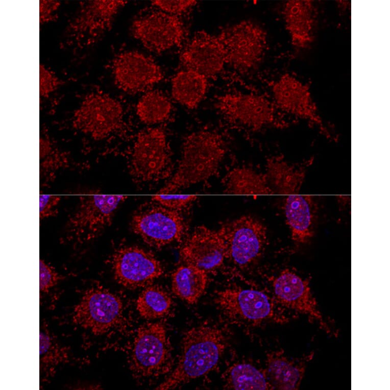 Immunofluorescence - Anti-RPL30 Antibody (A88216) - Antibodies.com