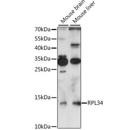 Western Blot - Anti-RPL34 Antibody (A88217) - Antibodies.com