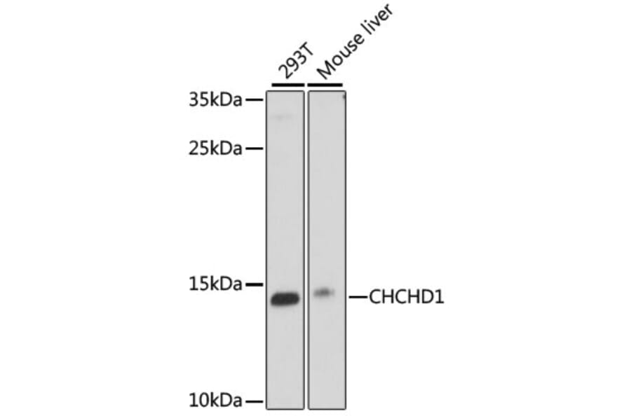Western Blot - Anti-CHCHD1 Antibody (A88218) - Antibodies.com