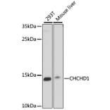 Western Blot - Anti-CHCHD1 Antibody (A88218) - Antibodies.com