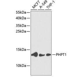 Western Blot - Anti-PHPT1 Antibody (A88220) - Antibodies.com