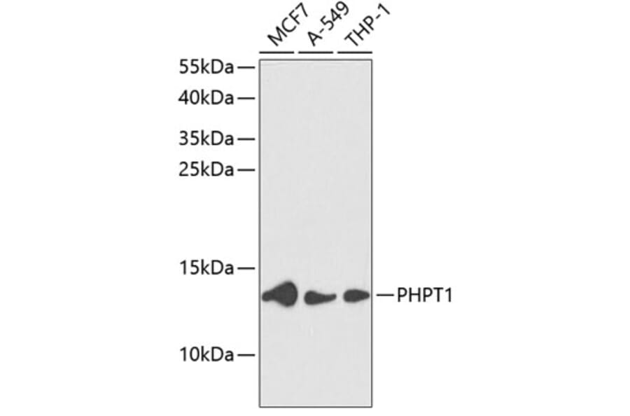 Western Blot - Anti-PHPT1 Antibody (A88220) - Antibodies.com