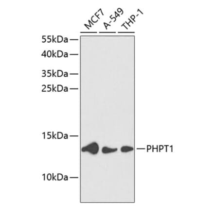 Western Blot - Anti-PHPT1 Antibody (A88220) - Antibodies.com